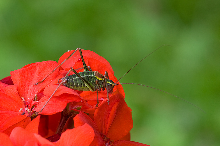 barbitistes alpinus ?